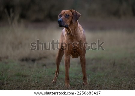 A FULL GROWN RHODESIAN RIDGEBACK STANDING TALL AND ON ALERT IN A FIELD AT THE MARYMOOR OFF LEASH DOG PARK Royalty-Free Stock Photo #2250683417