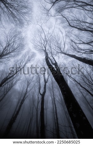 Trees in the middle of fog like persons