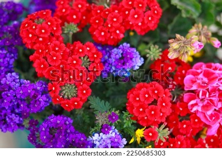 Bright flowers in a flower bed, pink and purple flower, bouquet and bloom, background, phone wallpaper, colorful flowers.
