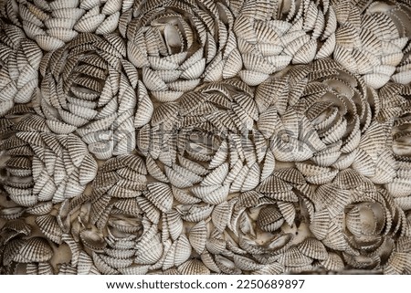 Background of sea shells at local market in bali island , indonesia, close up