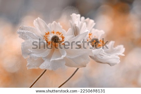 Anemone flowers. Close-up spring and autumn flowers on the pastel background Royalty-Free Stock Photo #2250698131