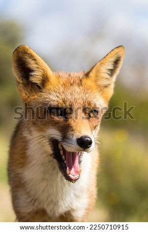 Red Fox With An Open Mouth Close Up in A Natural Background in A National