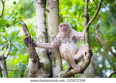 Monkey in forest