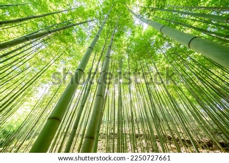 Early morning in the bamboo forest 