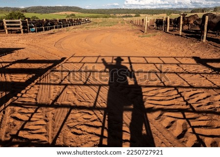 shadow of an rancher and livestock in the background
