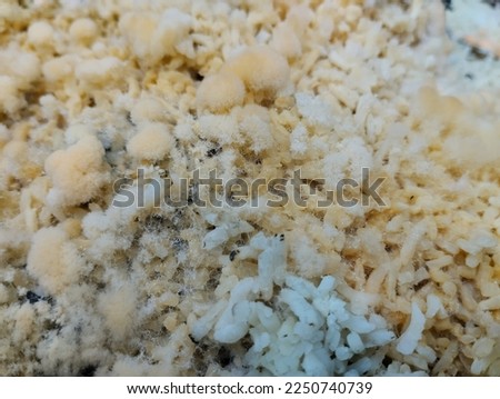 pictures of mushrooms on stale rice