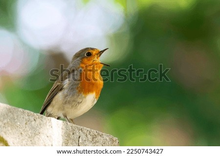 a robin is happy about the spring and sings with his beak wide open Royalty-Free Stock Photo #2250743427