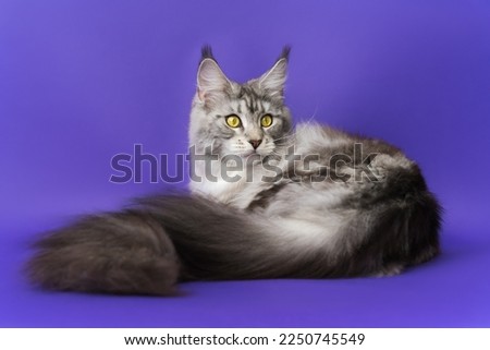 Domestic Longhair Maine Coon Cat with big fluffy tail black silver classic tabby and white color. Part series of lying down purebred kitty with yellow eyes one year old. Studio shot on blue background Royalty-Free Stock Photo #2250745549