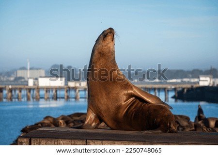 California Sea Lion poses in a Northern California harbor