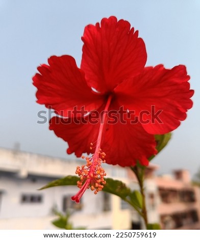 Beautiful red hibiscus flower image 