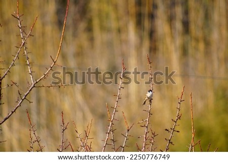 Pictures of sparrows perching on twigs.