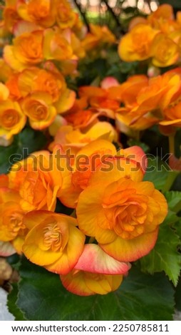 Orange-yellow with red-edged begonias clustered in pots at a park.  The image is clear in the front and blurred in the back.