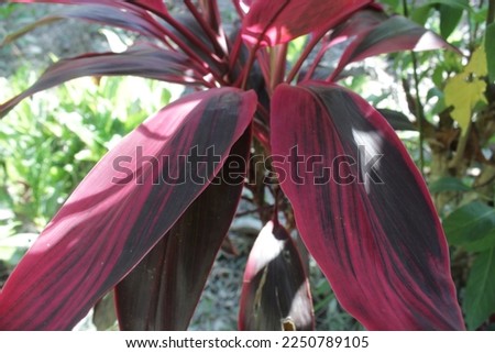 long red leaves page decoration