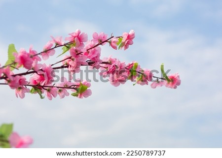 Pink cherry blossoms as a bright sky background