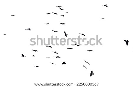Flock of raven birds isolated on white background.
