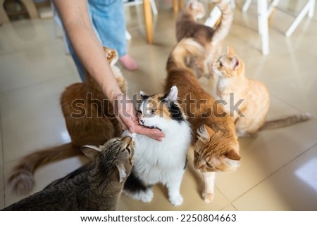 Caucasian woman with cats in a cat cafe. Royalty-Free Stock Photo #2250804663