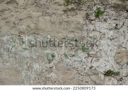 Grunge wall background with old weathered stones and green plants texture