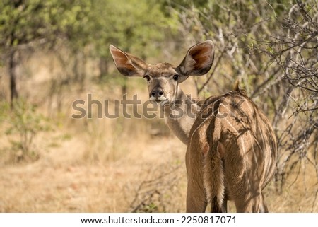 Etosha National Park Wildlife, Namibia Royalty-Free Stock Photo #2250817071