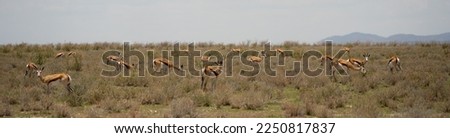 Etosha National Park Wildlife, Namibia Royalty-Free Stock Photo #2250817837