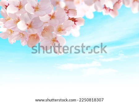Bright and Beautiful Cherry Blossom Pictures