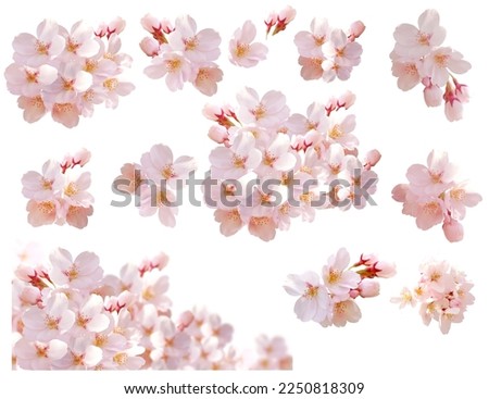 Bright and Beautiful Cherry Blossom Pictures Royalty-Free Stock Photo #2250818309
