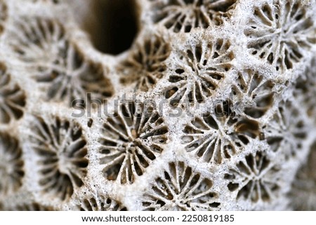 Geometric patterns of bleached corals
