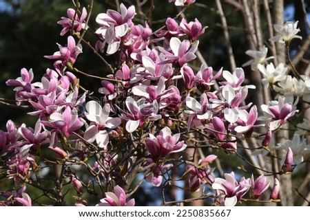 Beautifully blooming purple magnolia in the park