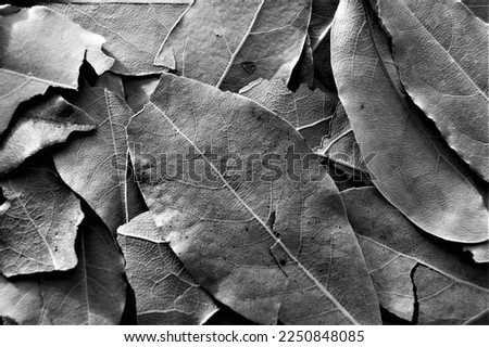 Dry bay leaf black and white background.