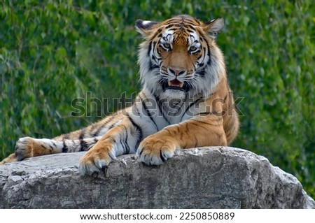 Siberian tiger picture taken at the zoo 