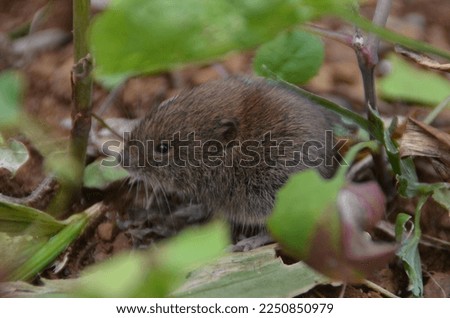 Cute Furry Animals Wild - Vole In Undergrowth Royalty-Free Stock Photo #2250850979
