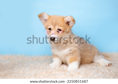 a Welsh corgi puppy in sunglasses sits on a blue background