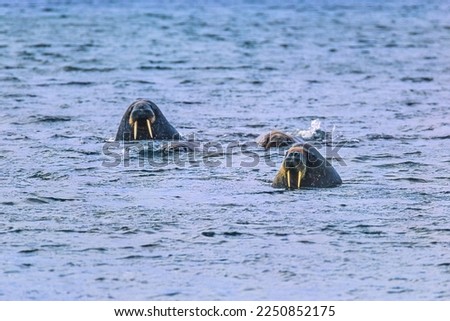 Walruses looking up from the sea
