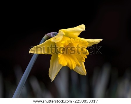 Closeup of single flower Narcissus ‘Rijnveld’s Early Sensation’ in a garden against a dark background
 Royalty-Free Stock Photo #2250853319