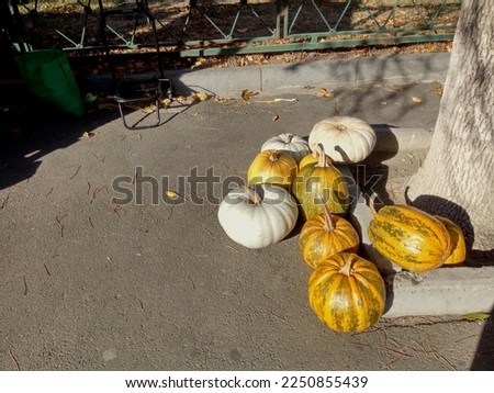 Pumpkins at local market of Tbilisi in Autumn by Organic Farm Barbale, Tbilisi, Georgia
