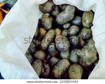 Purple potatoes in Organic Farm Barbale, Atskuri, Georgia