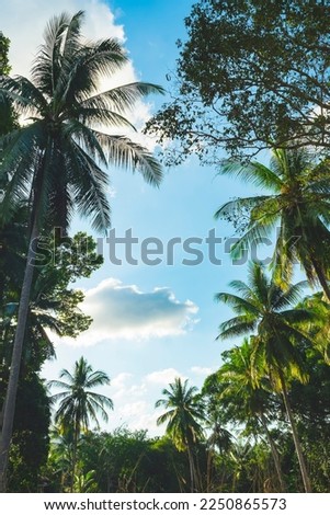 Tropical palm trees against blue sky and clouds