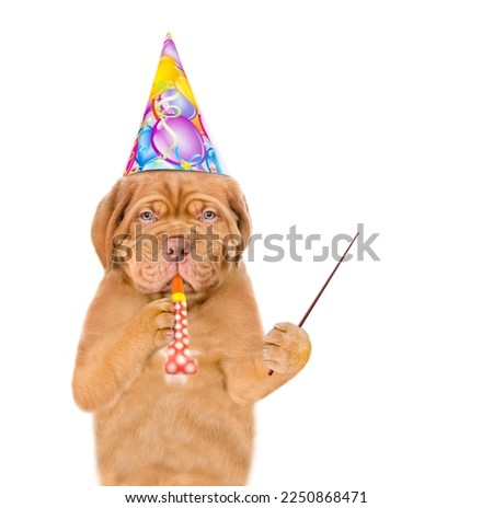 Mastiff puppy wearing party cap blows into party horn and points away on empty space. isolated on white background