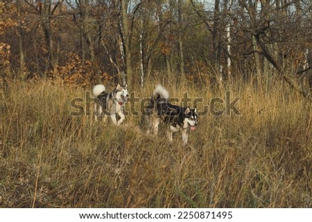 Siberian huskies walking through high dry grass scenic photography. Picture of dogs with woodland on background. High quality wallpaper. Photo concept for ads, travel blog, magazine, article