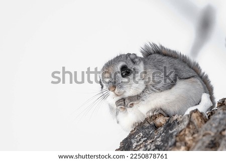 Image of a Flying Squirrels.