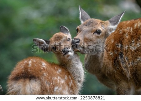 sika deer mother and fawn cuddling and kissing together Royalty-Free Stock Photo #2250878821