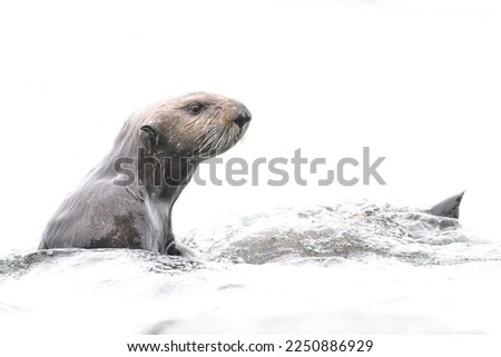 Sea otter (Enhydra lutris) swimming in water. Sea otter isolated in white
