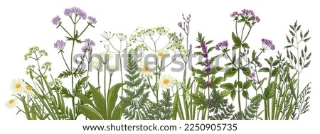 Wildflowers in summer. Wild herbs.  Cornflowers, forget-me-nots, yellow buttercups, ferns Royalty-Free Stock Photo #2250905735