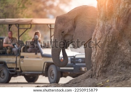 On a safari in Africa: unrecognisible tourists in open roof safari car watching elephant in foreground. ManaPools, Zimbabwe.  Royalty-Free Stock Photo #2250915879