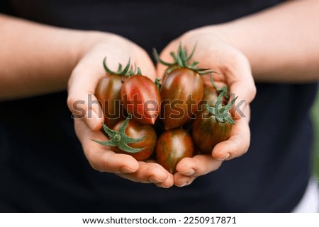 Fresh Shimmer tomatoes in farmers, gardeners hands. Harvesting tomatoes Royalty-Free Stock Photo #2250917871