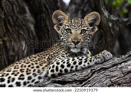  A young leopard cub is seen  in the Okavango Delta on 9 th January  2023
 Royalty-Free Stock Photo #2250919379