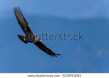 Adult Golden eagle (Inuwashi) is circling to search a prey in the blue mountains background