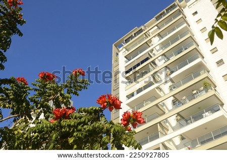 Modern residential building, glass balconies, white facade cladding. Blooming African tulip tree under the windows. High-quality photo of luxury real estate