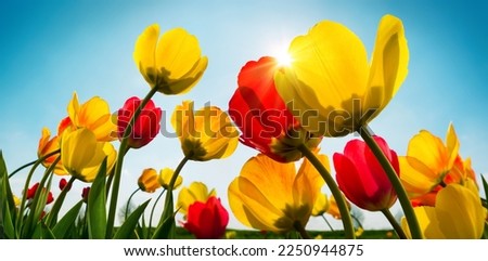 Gorgeous red and yellow tulips growing towards the spring sun in the clear blue sky Royalty-Free Stock Photo #2250944875