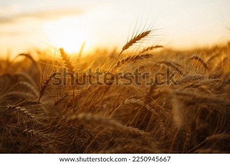 Sunset wheat golden field in the evening. Harvesting. Agro business.