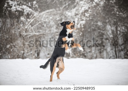 funny winter actions photo of happy and healthy purebred Greater Swiss Mountain Dog playing in the snow